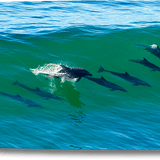 21 Dolphins Longboard