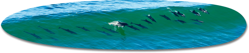 21 Dolphins Longboard