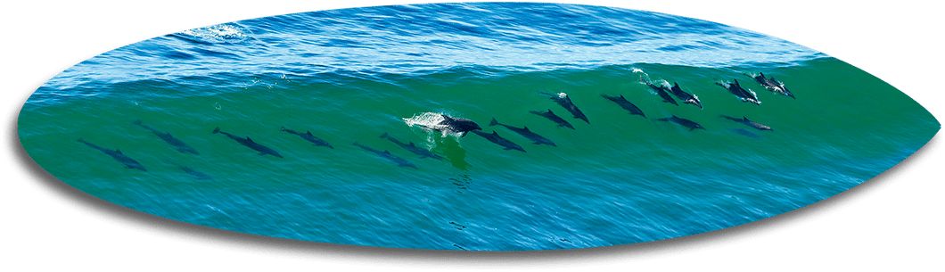 21 Dolphins Shortboard