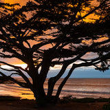 Cypress Tree Sunset